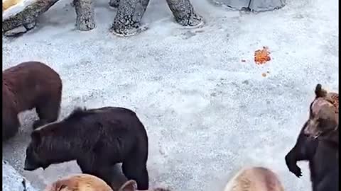 This group of bears is standing here hoping that visitors will give them food