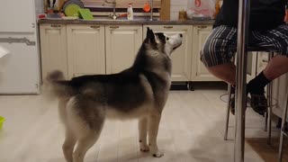 Cute husky asks for cookies