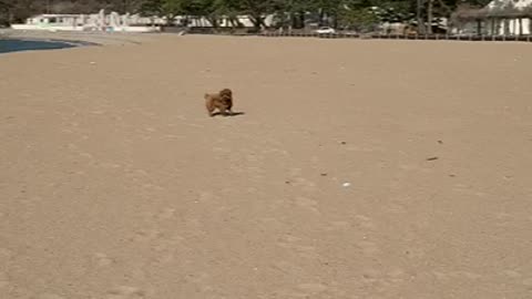 Puppy playing with a toy on the sandy beach