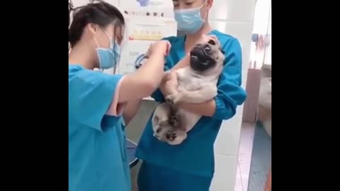 Pug hates getting its nails clipped