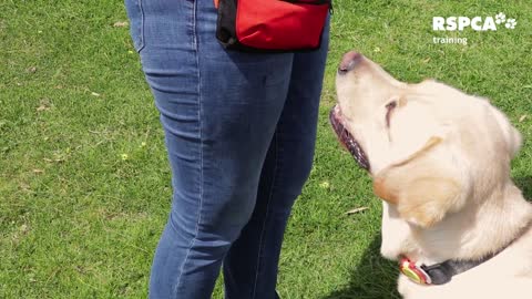 FREE DOG TRAINING SERIES – Lesson 2: how to teach your dog to touch or target