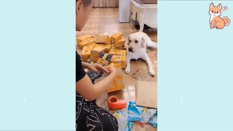Check out Funny Videos about Dogs