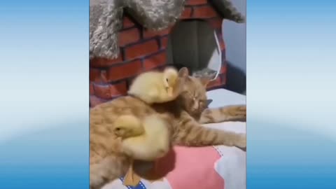 Try not to laugh while watching these cute and funny animals