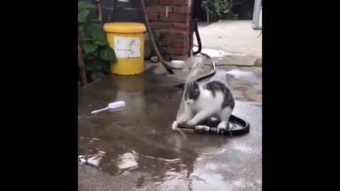 watch a crazy cat. Really funny and cute