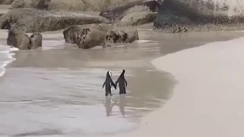 lil penguin couple in love holding hands at the beach in South Africa