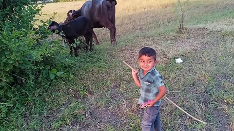 my younger brother is grazing the buffalo