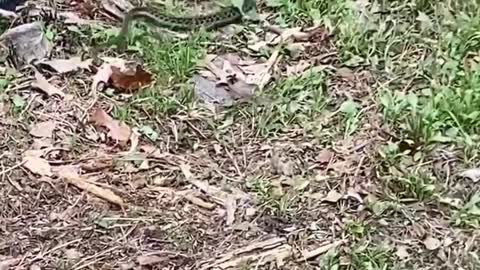 Cobra snake fighting video 😠😠😠😠