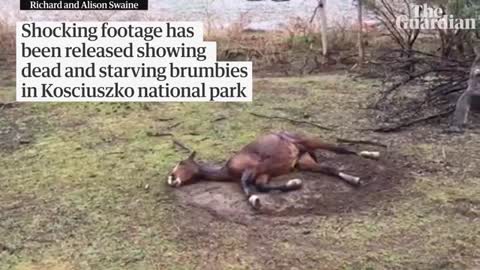 Footage of brumbies starving to death sparks call for immediate cull