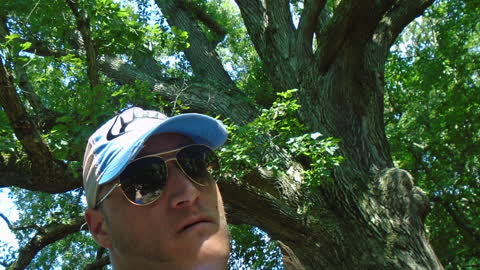 Champion Tree Bald Eagle State Park