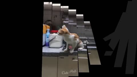 New amazing cat funny video