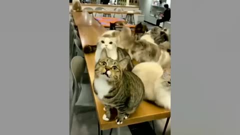 Best funny cat videos 2021 😸 Try not to laugh😍