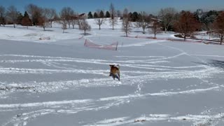 Happy dog sledding (again)