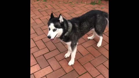 Husky gone crazy mental happy excited