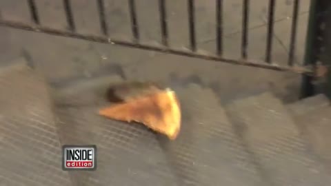 Comedian Describes Moment He Saw Rat Carrying Pizza