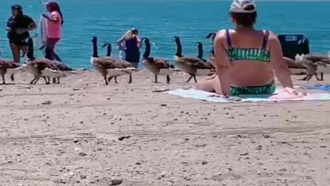 Geese Take Over Beach to Go for a Swim