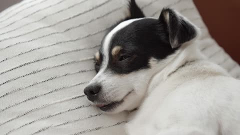 cachorro amigavel com sono
