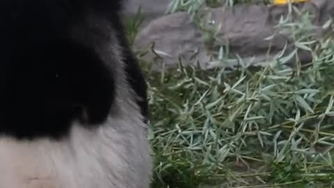 Giant pandas eating bamboo shoots