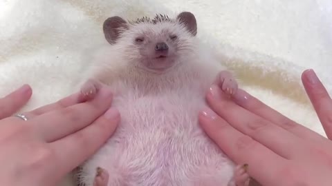 #hedgehog#cute#animalcute#funny#animalcute#animalfunny#urchin