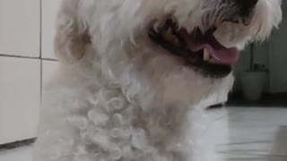 Poodle after eating a snack
