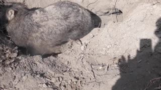 Wombat Rescue in the Wolgan Valley