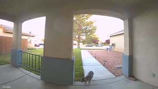Bobcat Caught on Doorbell Camera in Rosamond, CA