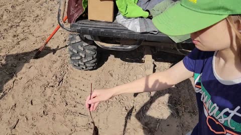 Tree Line Planting on the Farm