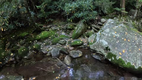 ASMR- Fishing for Brook trout, Pisgah National Forest, NC