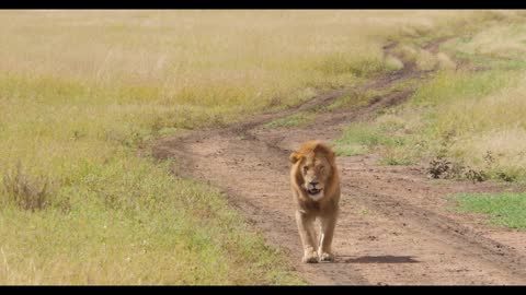 A lion is walking on a hot road