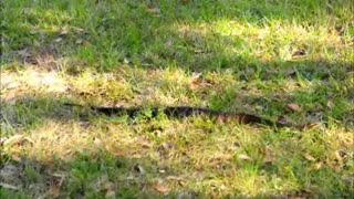 Didn't expect to see this lady this afternoon. *Water Moccasian