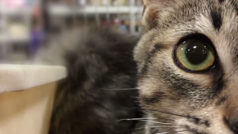 Cats eye in adoption cage close up