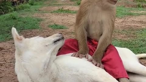 Heartwarming Monkey and Dog Friendship Unveiled