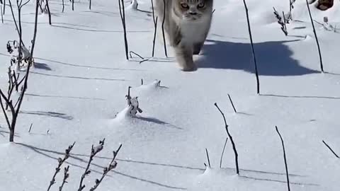 Winter comes, the cat also wants to come out to play