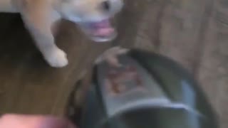 Puppy getting air blown into its face