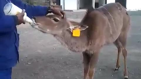 Baby Kudu being hand fed