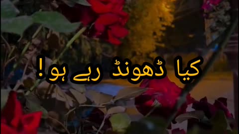 Sad Shayari status||Rose shayari||WhatsApp Status ❤️