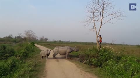 Rhino vs man