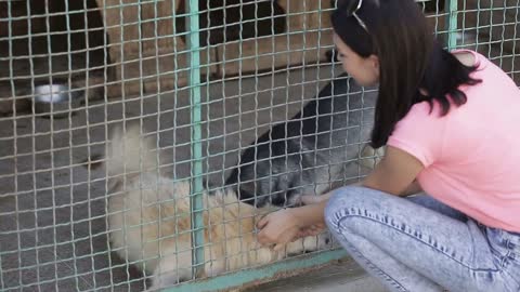 Girl volunteer in the nursery for dogs. Shelter for stray dogs