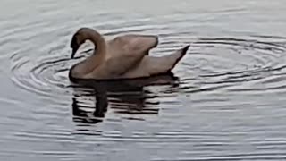 Swan