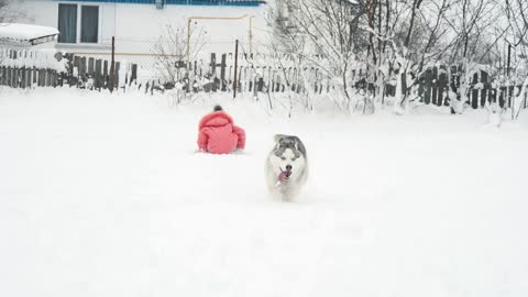 Young girl playing with siberian husky malamute dog on the snow outdoors in winter forest park