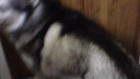 Husky Dog Having Huge Tantrum Before Bath