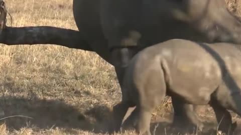 Baby Rhino Charging - FUNNIEST Compilation