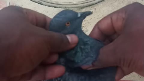 What is happening to this pigeon??