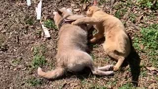 Cat & Dog Friendship is an Unbreakable Bond