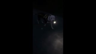 Smart doggy brings flashlight for night walks Part 2