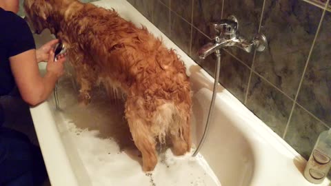 Golden Retriever stoicly survives the bath, but he loves the drying off part