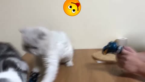 Training a cat become a professional boxer