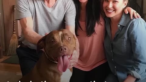 Patrick Stewart's Foster Pit Bull Dog Finds A Forever Home Amid UK Pit Bull Ban | The Dodo