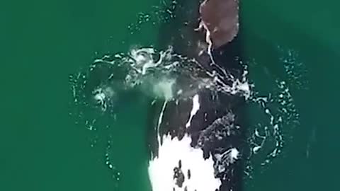 A rare sight of a whale prompts a player to play with humans in Argentina