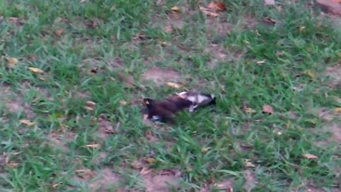 Black birds fighting in the garden