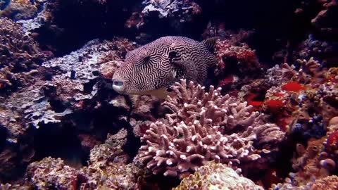 Ocean Life and Nature Documentary,Amazing Underwater Marine Life.